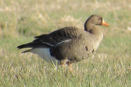 Greater White-fronted Goose at Belleisle Marsh on Apr. 25, 2020 - Larry Neily